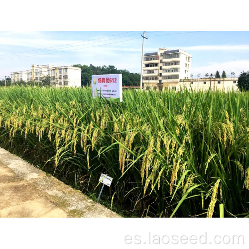 Certificado por semillas de arroz Rex de alta calidad